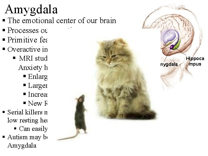 Amygdala § The emotional center of our brain § Processes our emotions § Primitive