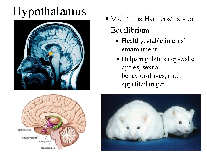 Hypothalamus § Maintains Homeostasis or Equilibrium § Healthy, stable internal environment § Helps regulate