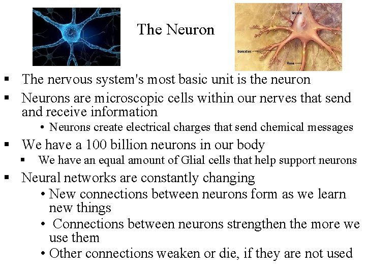 Neurons The Neuron § The nervous system's most basic unit is the neuron §