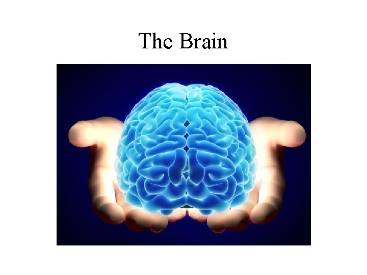 The Brain 