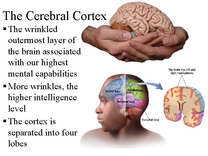 The Cerebral Cortex § The wrinkled outermost layer of the brain associated with our