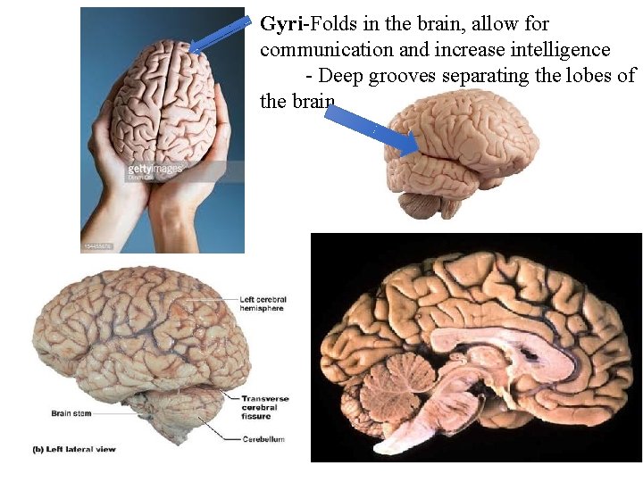 Gyri-Folds in the brain, allow for communication and increase intelligence Sulci- Deep grooves separating