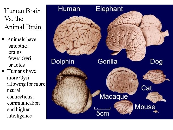 Human Brain Vs. the Animal Brain § Animals have smoother brains, fewer Gyri or