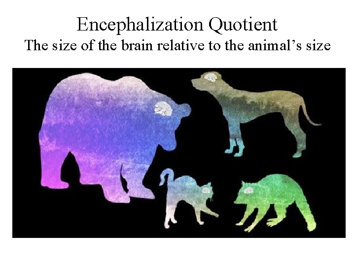 Encephalization Quotient The size of the brain relative to the animal’s size 