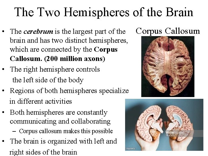 The Two Hemispheres of the Brain • The cerebrum is the largest part of