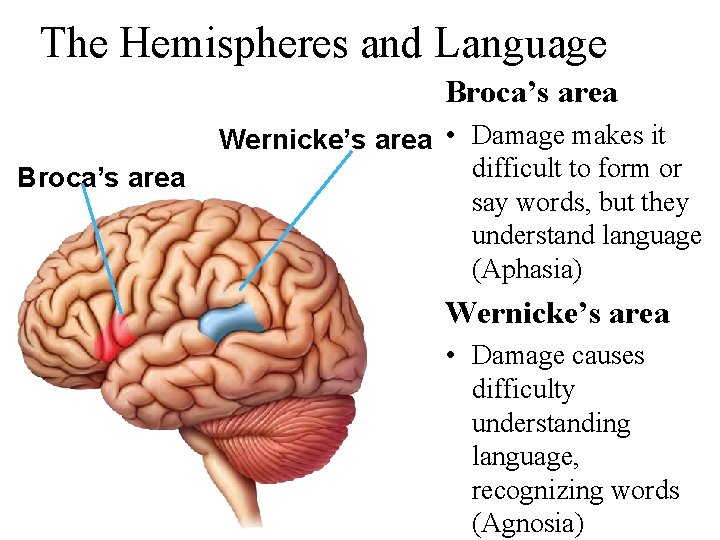 The Hemispheres and Language Broca’s area Wernicke’s area • Damage makes it difficult to