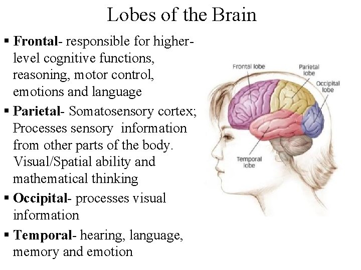 Lobes of the Brain § Frontal- responsible for higherlevel cognitive functions, reasoning, motor control,