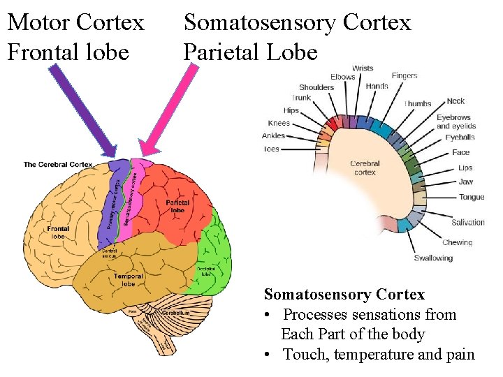 Motor Cortex Frontal lobe Somatosensory Cortex Parietal Lobe Somatosensory Cortex • Processes sensations from