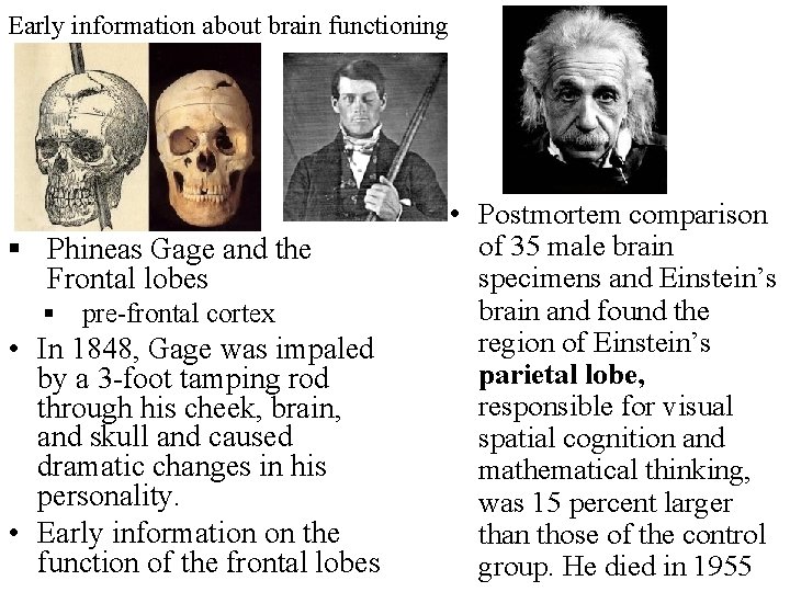 Early information about brain functioning § Phineas Gage and the Frontal lobes § pre-frontal