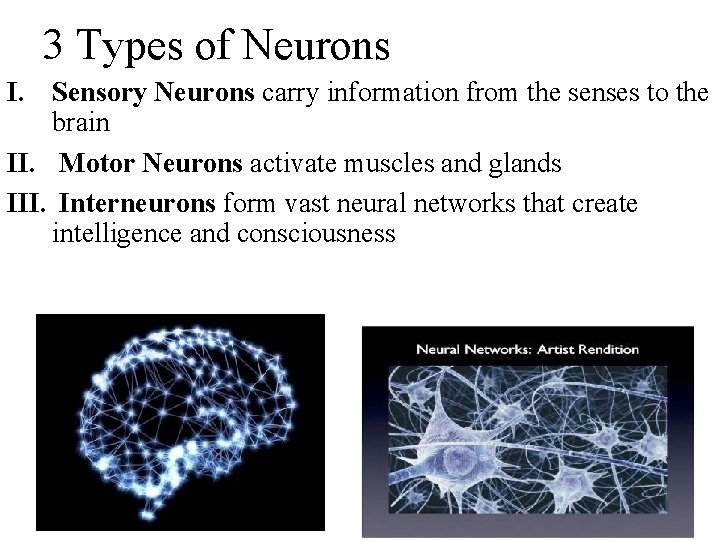 3 Types of Neurons I. Sensory Neurons carry information from the senses to the