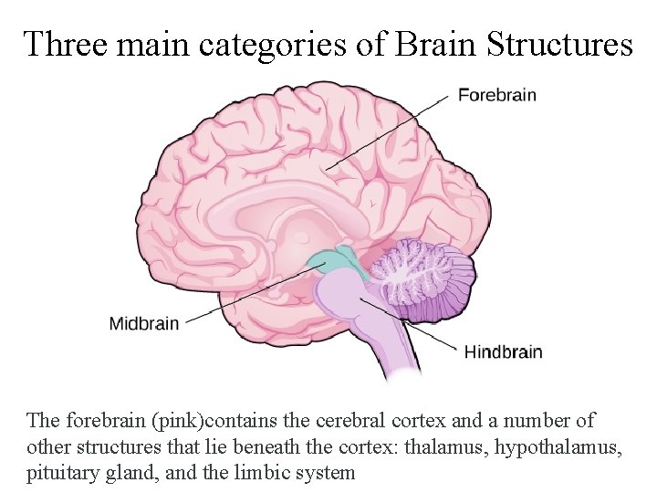 Three main categories of Brain Structures The forebrain (pink)contains the cerebral cortex and a