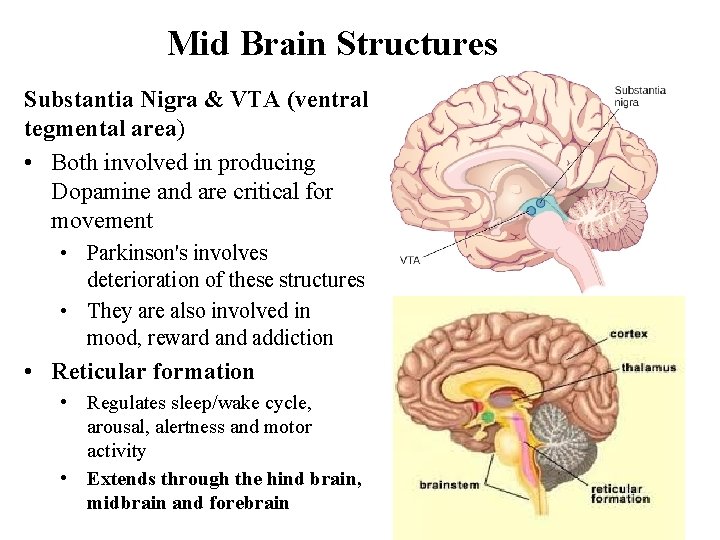 Mid Brain Structures Substantia Nigra & VTA (ventral tegmental area) • Both involved in