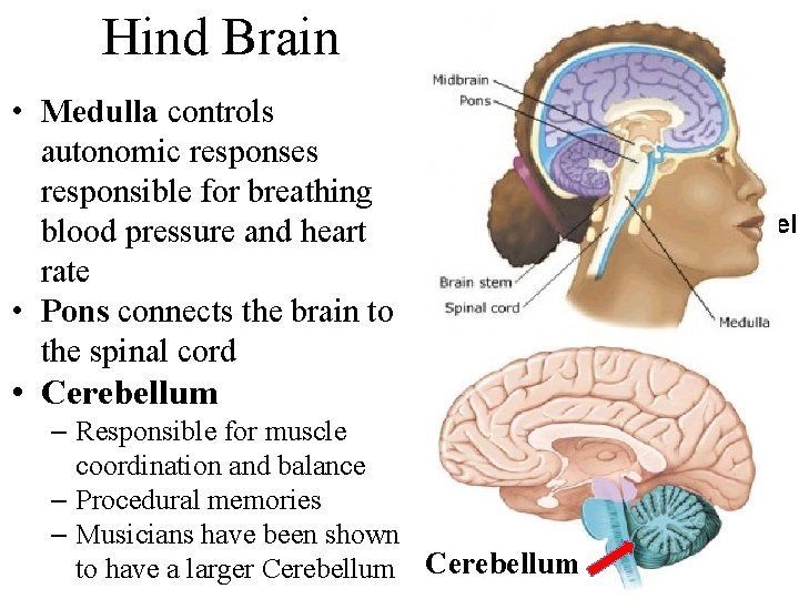 Hind Brain • Medulla controls autonomic responses responsible for breathing blood pressure and heart