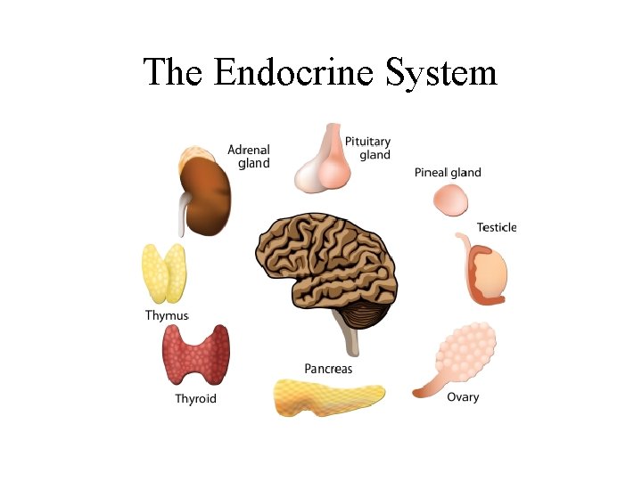 The Endocrine System 