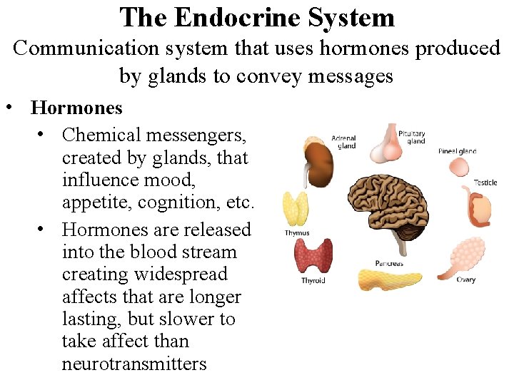 The Endocrine System Communication system that uses hormones produced by glands to convey messages