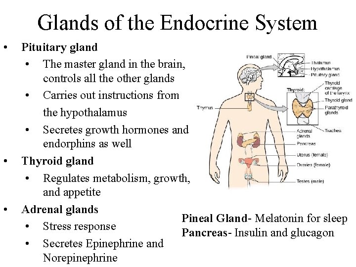 Glands of the Endocrine System • • • Pituitary gland • The master gland