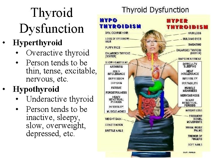 Thyroid Dysfunction • Hyperthyroid • Overactive thyroid • Person tends to be thin, tense,