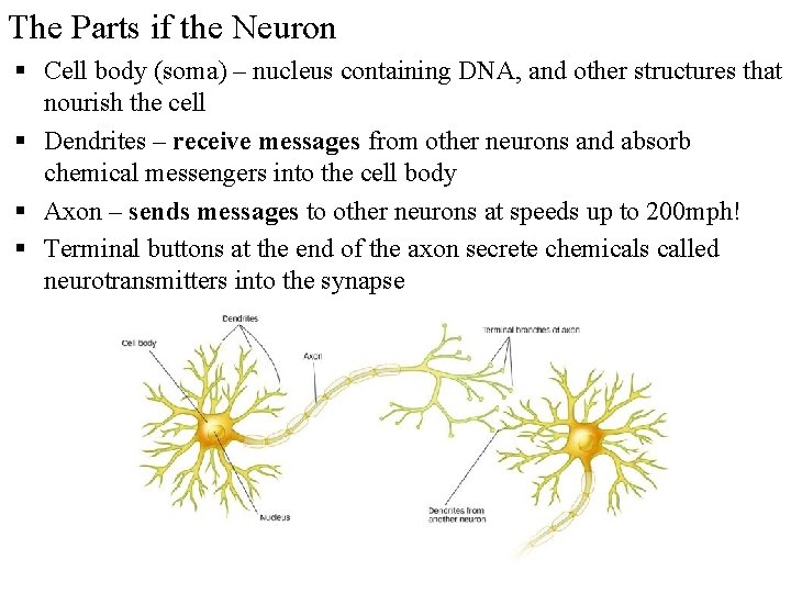 The Parts if the Neuron § Cell body (soma) – nucleus containing DNA, and