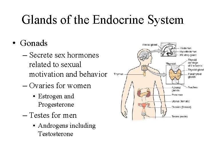 Glands of the Endocrine System • Gonads – Secrete sex hormones related to sexual
