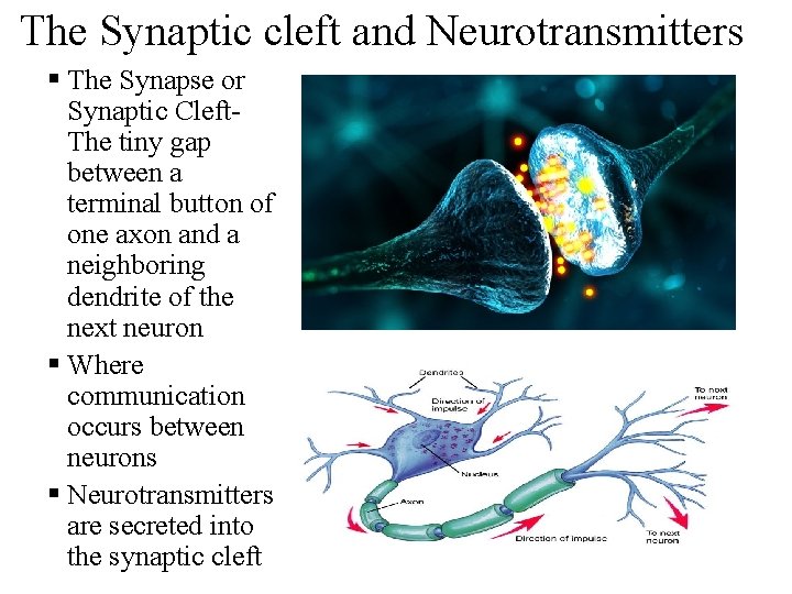 The Synaptic cleft and Neurotransmitters § The Synapse or Synaptic Cleft. The tiny gap