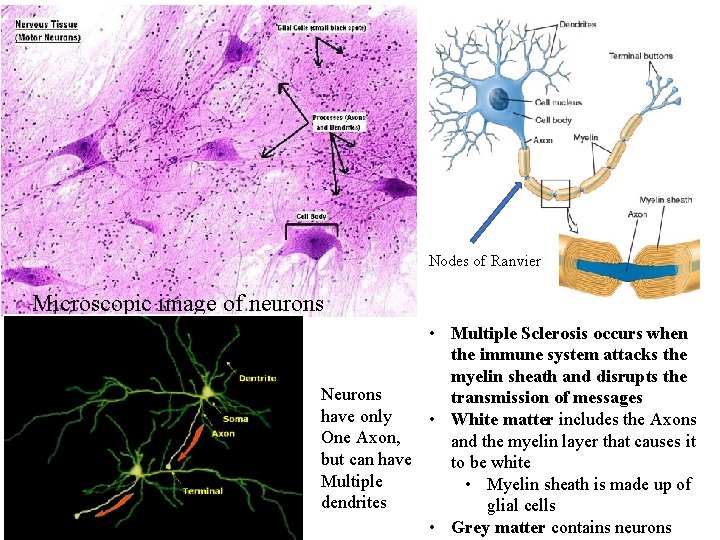 Nodes of Ranvier Microscopic image of neurons • Multiple Sclerosis occurs when the immune