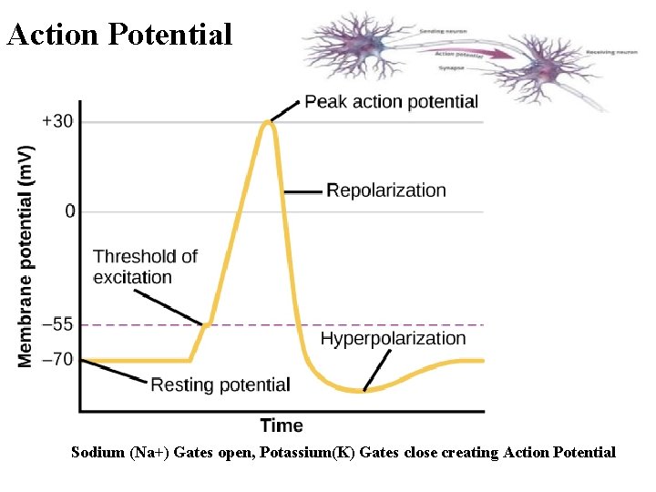 Action Potential • Resting potential § A resting neuron has a neutral electrical charge