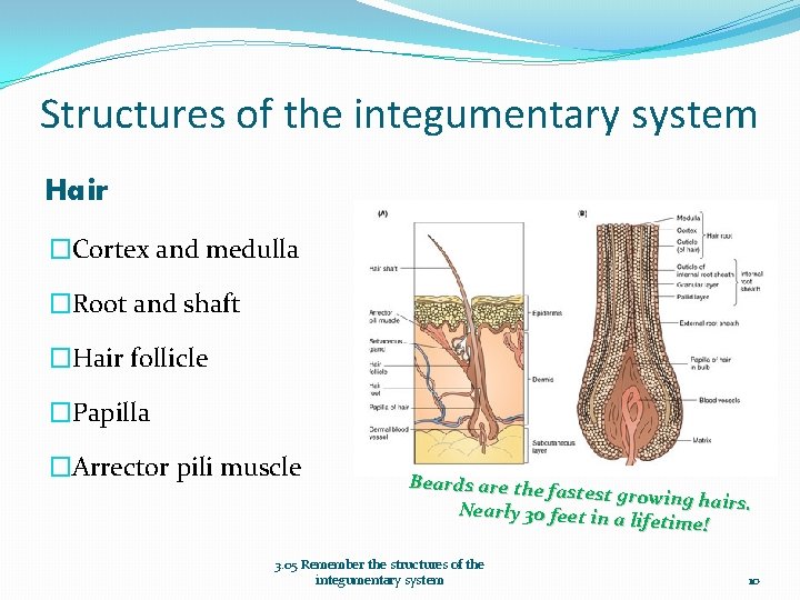 Structures of the integumentary system Hair �Cortex and medulla �Root and shaft �Hair follicle