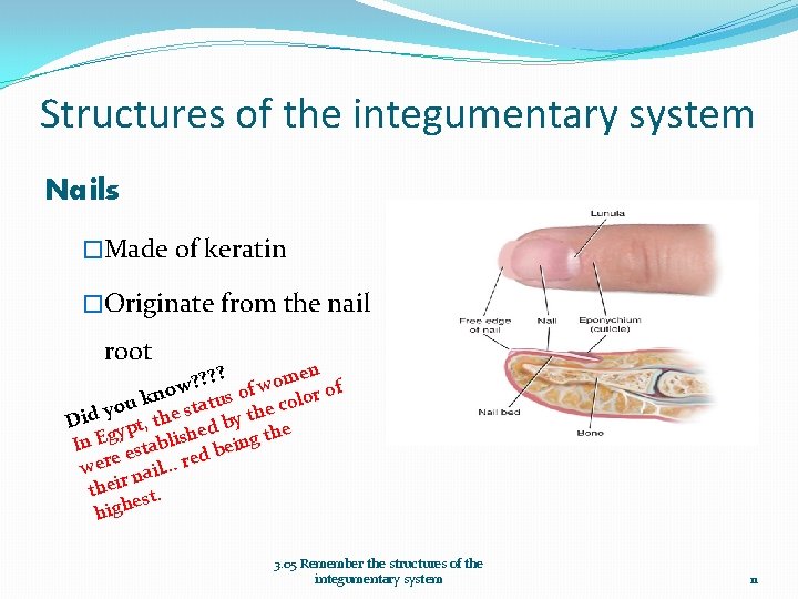 Structures of the integumentary system Nails �Made of keratin �Originate from the nail root