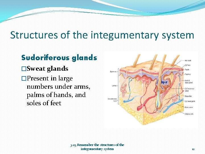 Structures of the integumentary system Sudoriferous glands �Sweat glands �Present in large numbers under