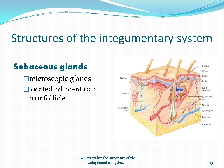 Structures of the integumentary system Sebaceous glands �microscopic glands �located adjacent to a hair