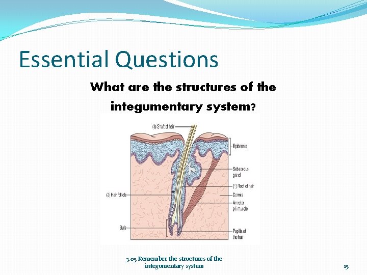 Essential Questions What are the structures of the integumentary system? 3. 05 Remember the