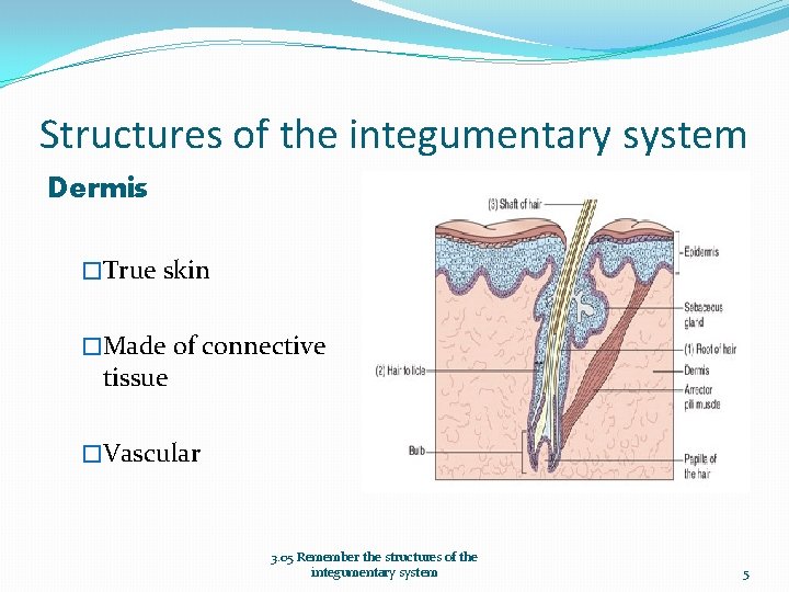 Structures of the integumentary system Dermis �True skin �Made of connective tissue �Vascular 3.