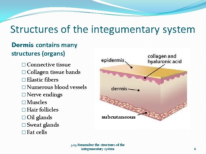 Structures of the integumentary system Dermis contains many structures (organs) � Connective tissue �