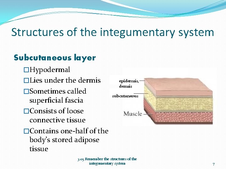 Structures of the integumentary system Subcutaneous layer �Hypodermal �Lies under the dermis �Sometimes called