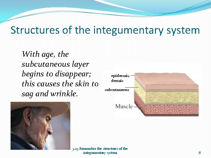 Structures of the integumentary system With age, the subcutaneous layer begins to disappear; this