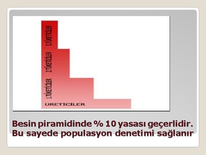 Besin piramidinde % 10 yasası geçerlidir. Bu sayede populasyon denetimi sağlanır 