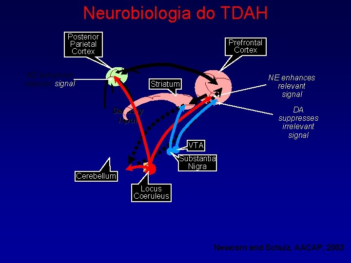 Neurobiologia do TDAH Posterior Parietal Cortex Prefrontal Cortex NE enhances relevant signal Striatum DA