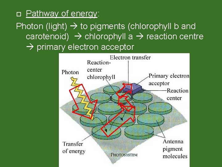 Pathway of energy: Photon (light) to pigments (chlorophyll b and carotenoid) chlorophyll a reaction