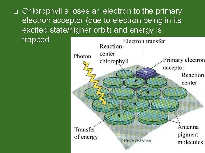  Chlorophyll a loses an electron to the primary electron acceptor (due to electron