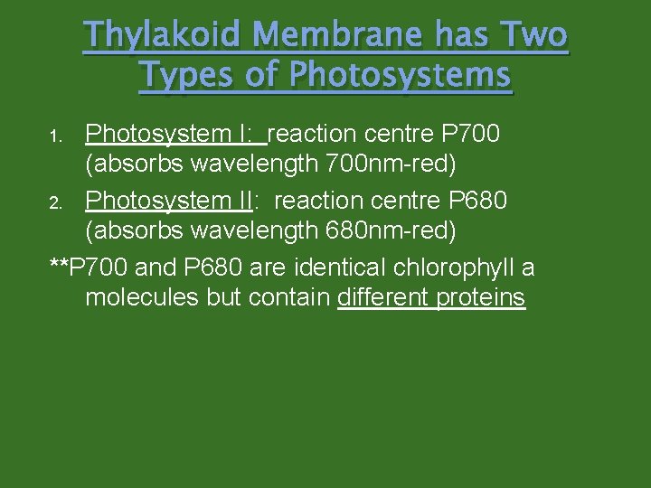 Thylakoid Membrane has Two Types of Photosystems Photosystem I: reaction centre P 700 (absorbs