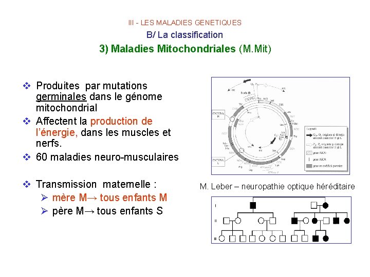 III - LES MALADIES GENETIQUES B/ La classification 3) Maladies Mitochondriales (M. Mit) v