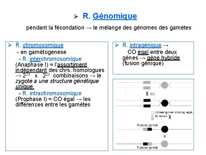 Ø R. Génomique pendant la fécondation → le mélange des génomes des gamètes Ø