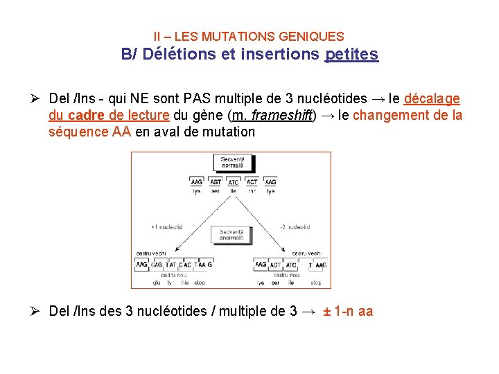 II – LES MUTATIONS GENIQUES B/ Délétions et insertions petites Ø Del /Ins -