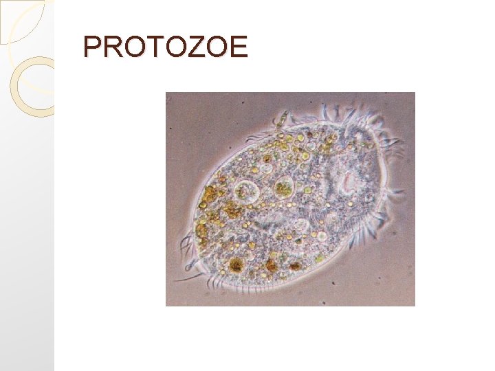 PROTOZOE 