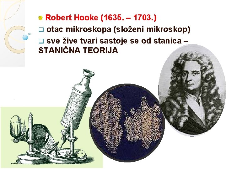 Robert Hooke (1635. – 1703. ) q otac mikroskopa (složeni mikroskop) q sve žive