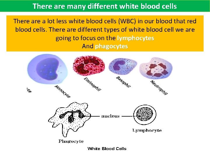 There are many different white blood cells There a lot less white blood cells