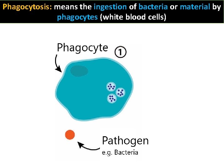 Phagocytosis: means the ingestion of bacteria or material by phagocytes (white blood cells) 