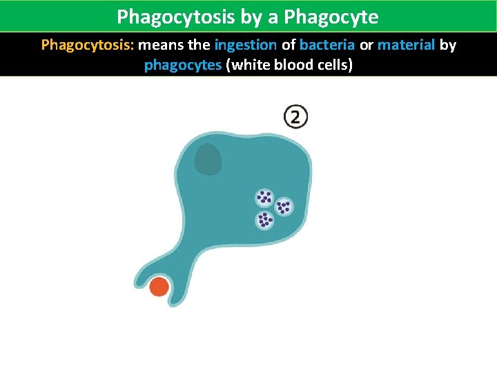 Phagocytosis by a Phagocyte Phagocytosis: means the ingestion of bacteria or material by phagocytes