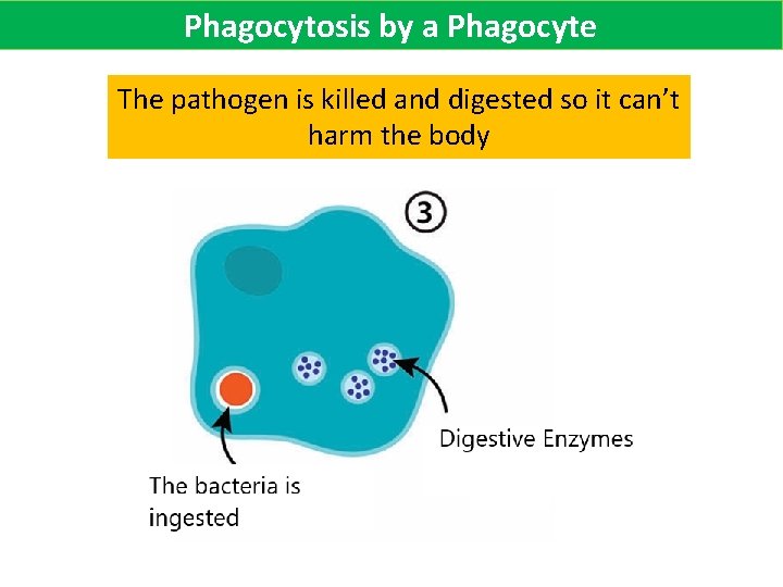 Phagocytosis by a Phagocyte The pathogen is killed and digested so it can’t harm