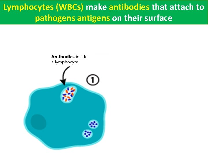 Lymphocytes (WBCs) make antibodies that attach to pathogens antigens on their surface 